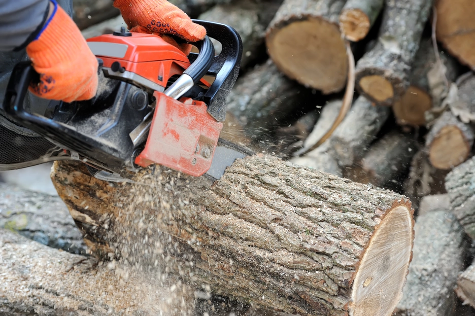 Professional Tree Planting in Birmingham | Birmingham Tree Services